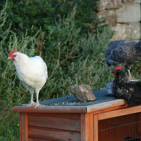 Ferme Proche Lac De Devesset Le Chambon-sur-Lignon